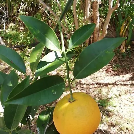 Murgia سولاناس